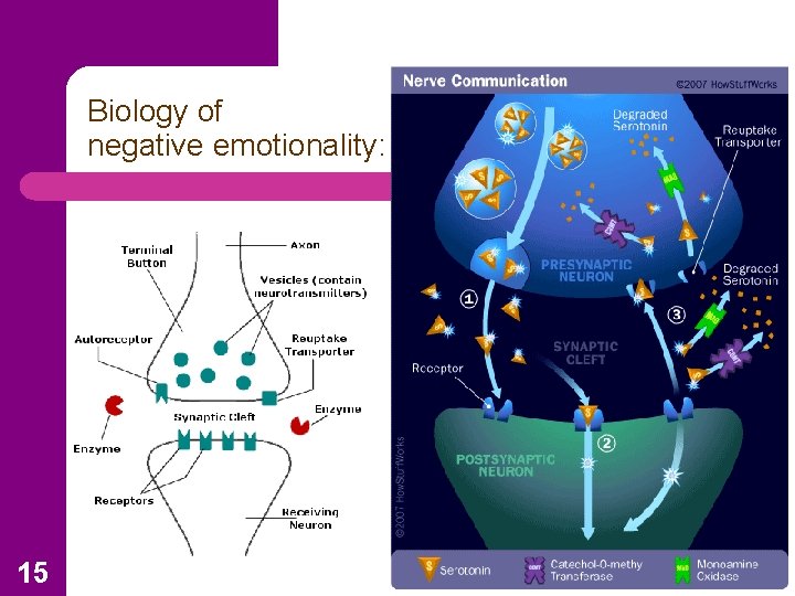 Biology of negative emotionality: 15 