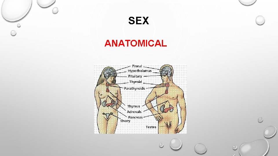 SEX ANATOMICAL 