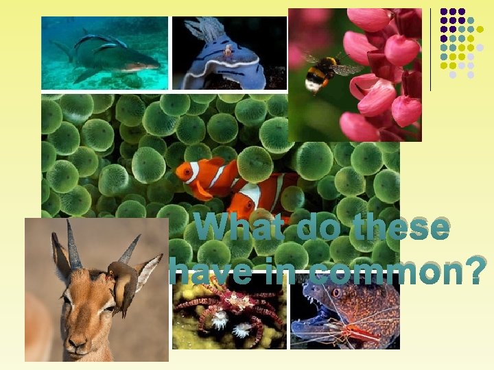 What do these have in common? 