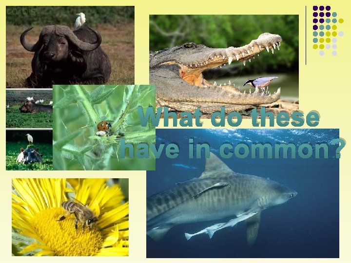 What do these have in common? 