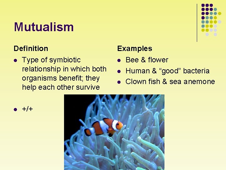 Mutualism Definition l l Type of symbiotic relationship in which both organisms benefit; they