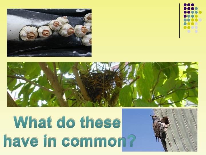 What do these have in common? 