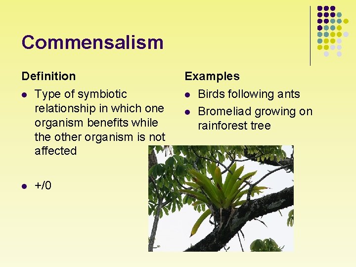 Commensalism Definition l l Type of symbiotic relationship in which one organism benefits while