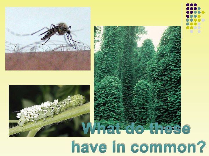 What do these have in common? 