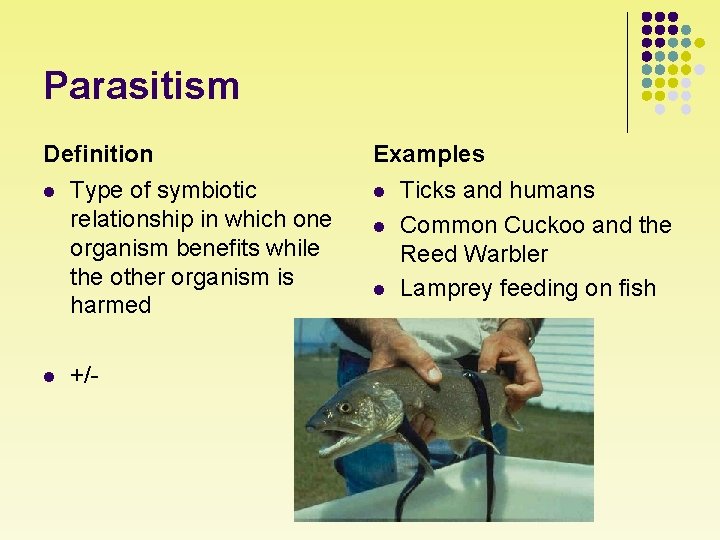 Parasitism Definition l l Type of symbiotic relationship in which one organism benefits while