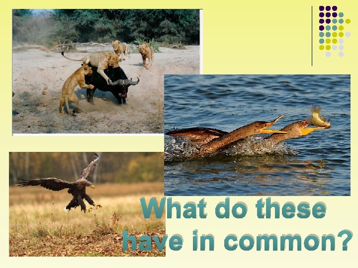 What do these have in common? 