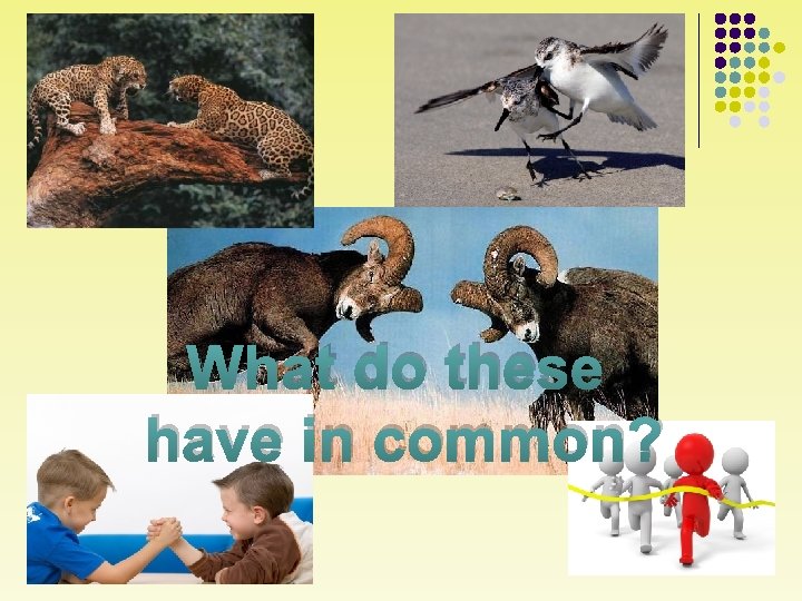 What do these have in common? 