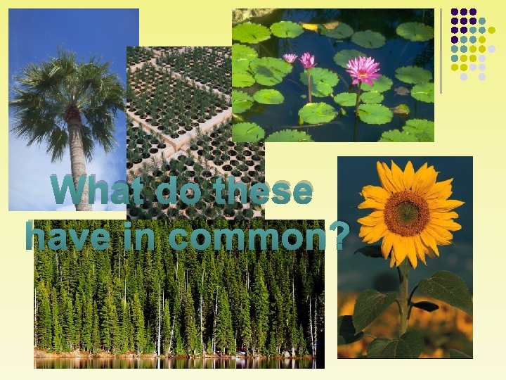 What do these have in common? 