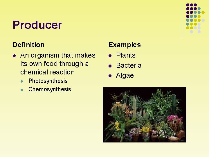 Producer Definition l An organism that makes its own food through a chemical reaction