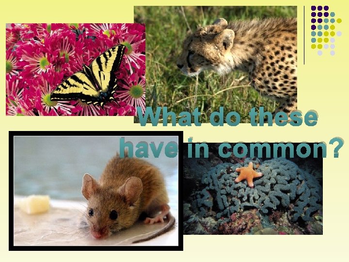 What do these have in common? 