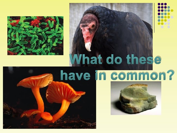 What do these have in common? 