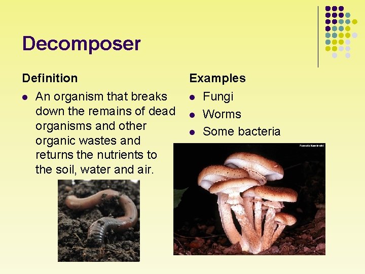 Decomposer Definition l An organism that breaks down the remains of dead organisms and