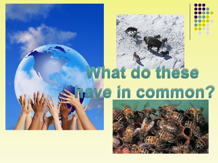 What do these have in common? 