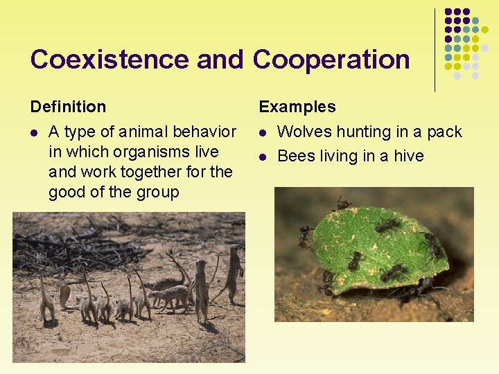 Coexistence and Cooperation Definition l A type of animal behavior in which organisms live