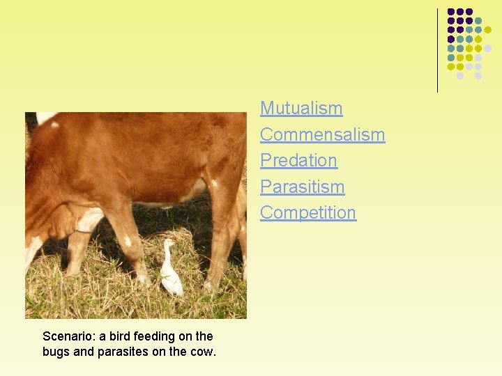 Mutualism Commensalism Predation Parasitism Competition Scenario: a bird feeding on the bugs and parasites