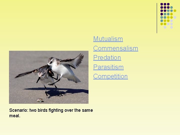 Mutualism Commensalism Predation Parasitism Competition Scenario: two birds fighting over the same meal. 