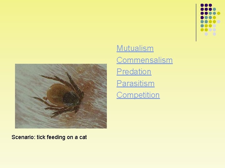 Mutualism Commensalism Predation Parasitism Competition Scenario: tick feeding on a cat 