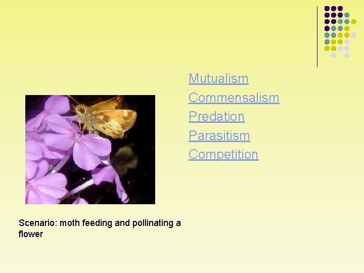 Mutualism Commensalism Predation Parasitism Competition Scenario: moth feeding and pollinating a flower 