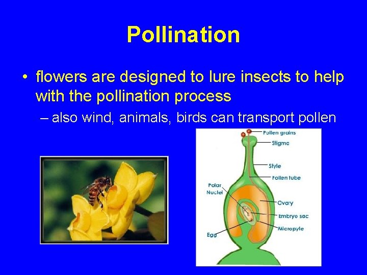 Pollination • flowers are designed to lure insects to help with the pollination process