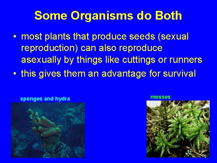 Some Organisms do Both • most plants that produce seeds (sexual reproduction) can also