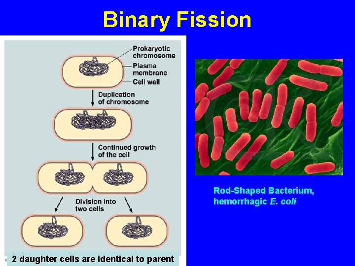 Binary Fission Rod-Shaped Bacterium, hemorrhagic E. coli 2 daughter cells are identical to parent