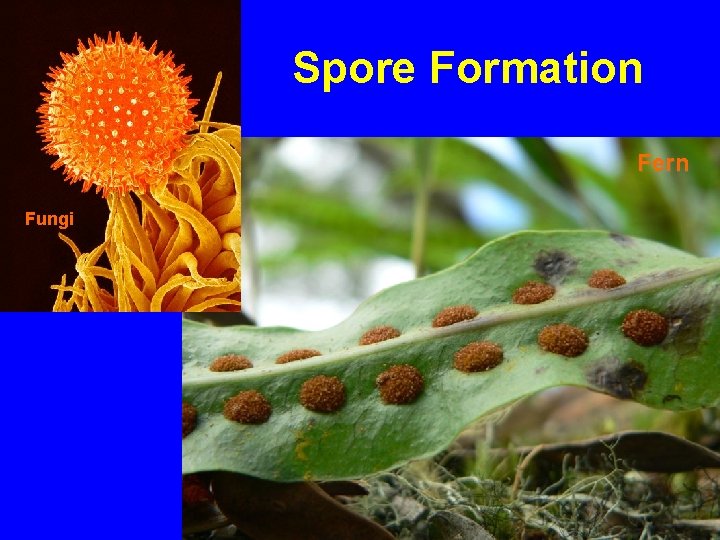 Spore Formation Fern Fungi 