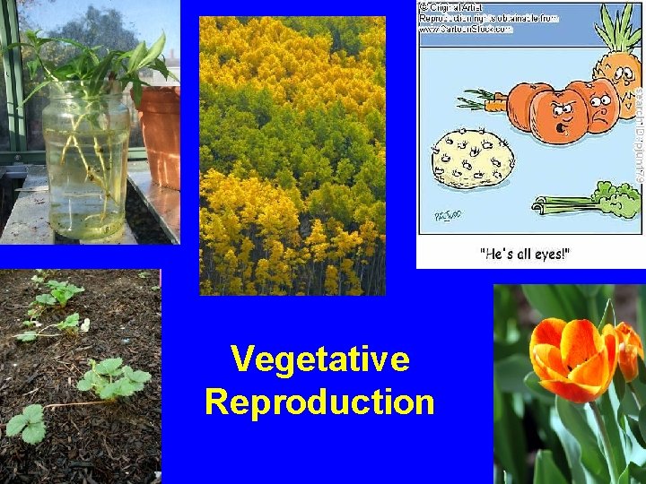 Vegetative Reproduction 