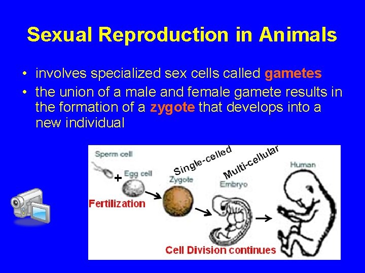 Sexual Reproduction in Animals • involves specialized sex cells called gametes • the union