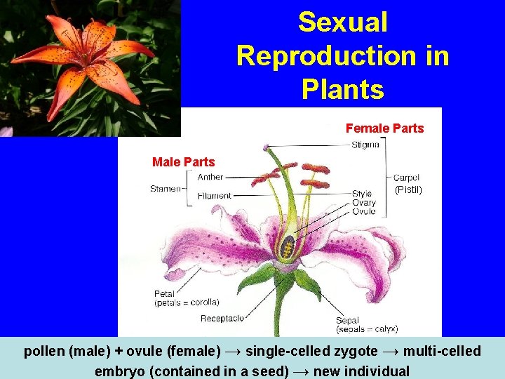 Sexual Reproduction in Plants Female Parts Male Parts (Pistil) pollen (male) + ovule (female)