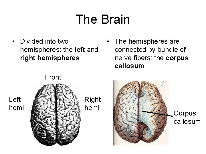 The Brain • Divided into two hemispheres: the left and right hemispheres • The