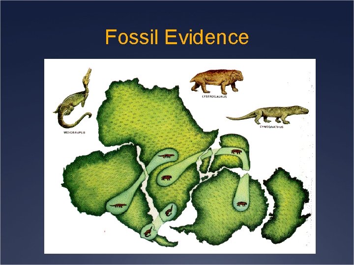 Fossil Evidence 