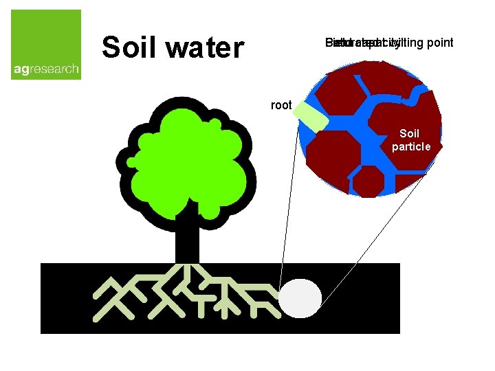 Soil water Field capacity Permanent Saturated wilting point root Soil particle 