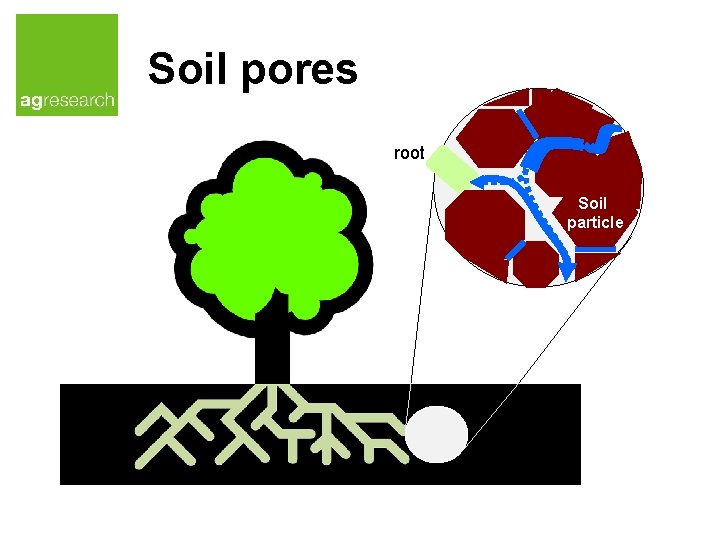 Soil pores root Soil particle 