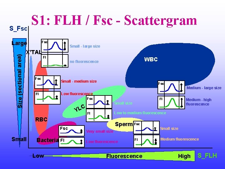 S 1: FLH / Fsc Scattergram S_Fsc Size (sectional area) Large Fsc Small -