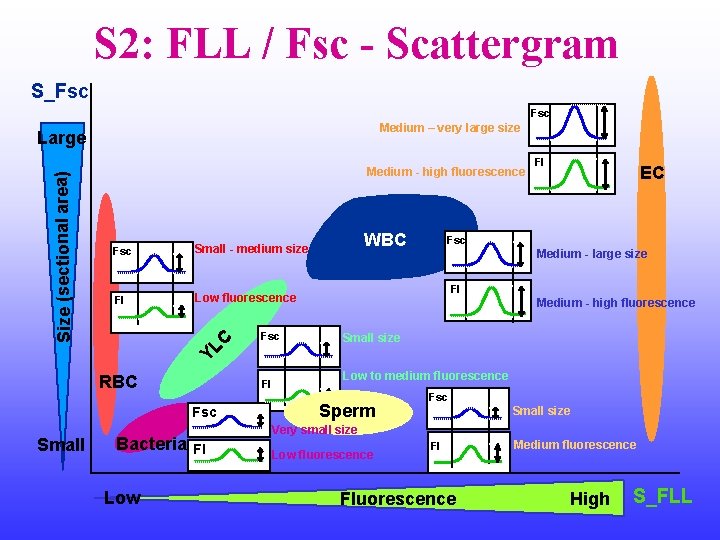 S 2: FLL / Fsc - Scattergram S_Fsc Medium – very large size Size