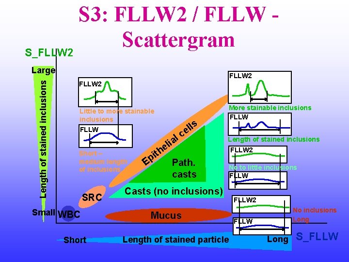 S 3: FLLW 2 / FLLW Scattergram S_FLLW 2 Length of stained inclusions Large