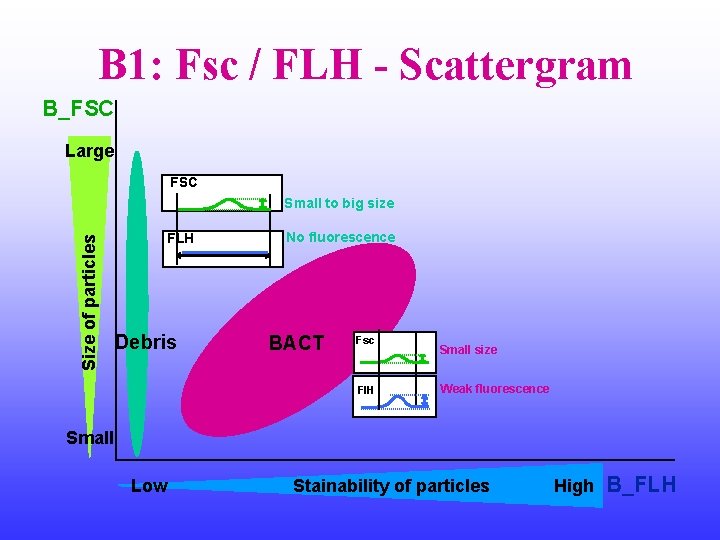 B 1: Fsc / FLH - Scattergram B_FSC Large FSC Size of particles Small
