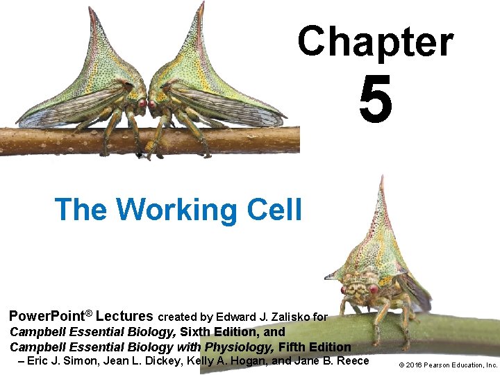 Chapter 5 The Working Cell Power. Point® Lectures created by Edward J. Zalisko for
