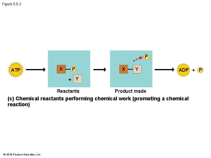 Figure 5. 5 -3 P ATP X Y ADP Y Reactants Product made (c)