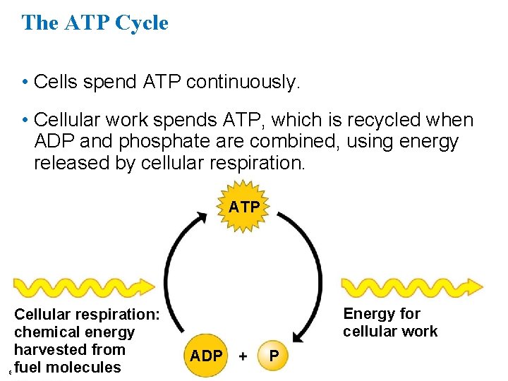The ATP Cycle • Cells spend ATP continuously. • Cellular work spends ATP, which