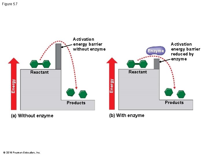 Figure 5. 7 Activation energy barrier without enzyme Enzyme Reactant Energy Reactant Products (a)
