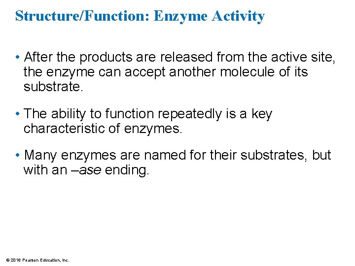Structure/Function: Enzyme Activity • After the products are released from the active site, the
