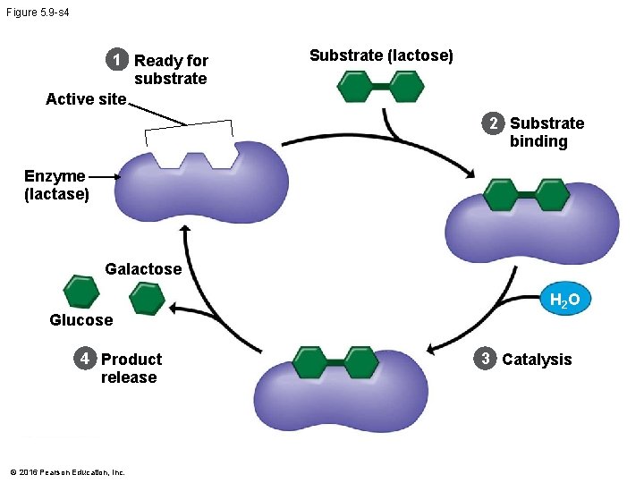 Figure 5. 9 -s 4 1 Ready for substrate Active site Substrate (lactose) 2