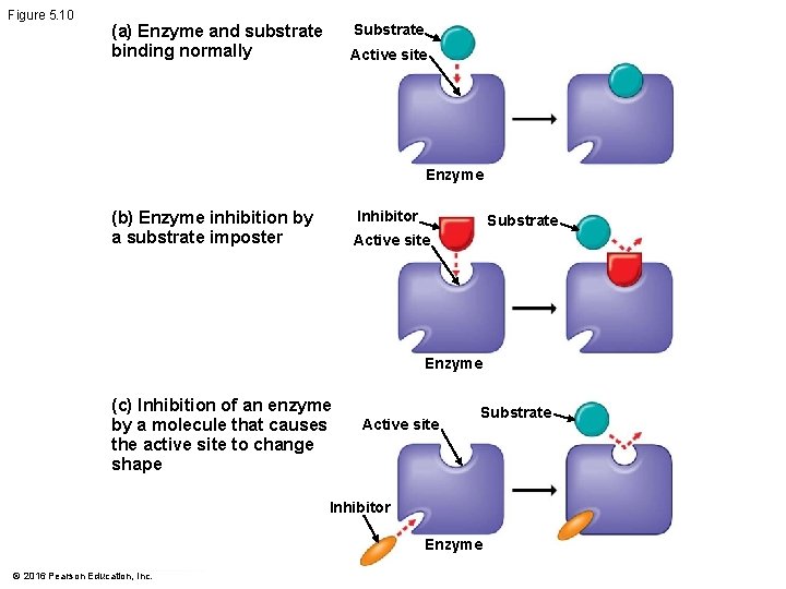 Figure 5. 10 Substrate (a) Enzyme and substrate binding normally Active site Enzyme Inhibitor