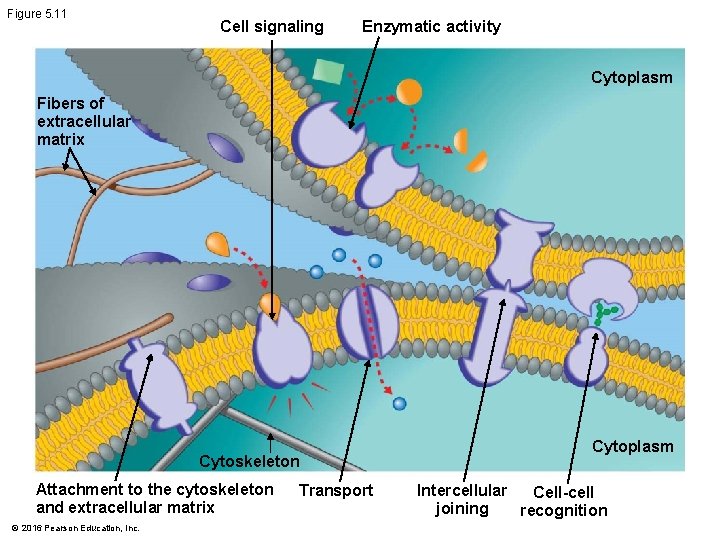 Figure 5. 11 Cell signaling Enzymatic activity Cytoplasm Fibers of extracellular matrix Cytoskeleton Attachment