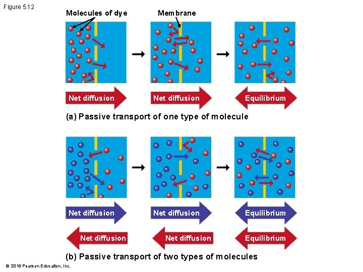 Figure 5. 12 Molecules of dye Net diffusion Membrane Net diffusion Equilibrium (a) Passive