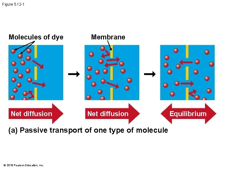 Figure 5. 12 -1 Molecules of dye Net diffusion Membrane Net diffusion (a) Passive