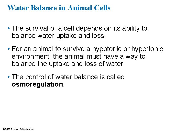 Water Balance in Animal Cells • The survival of a cell depends on its