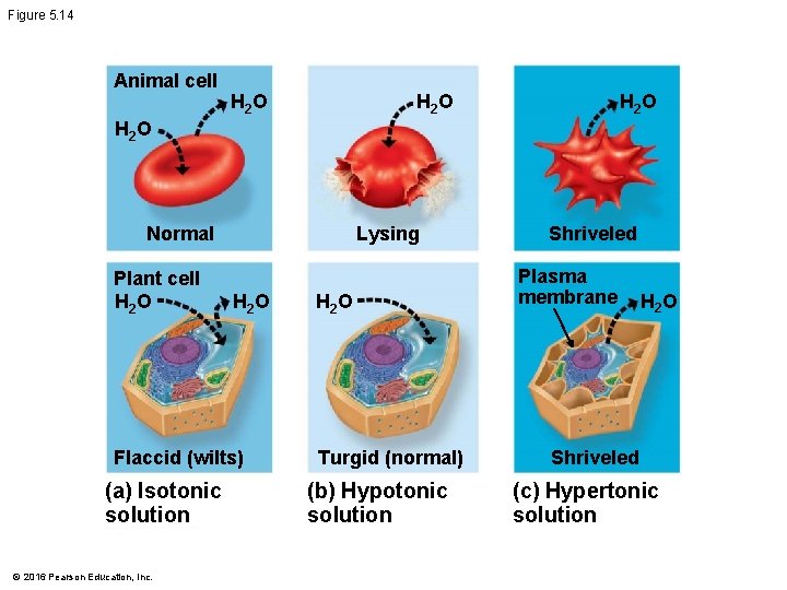 Figure 5. 14 Animal cell H 2 O Normal Plant cell H 2 O