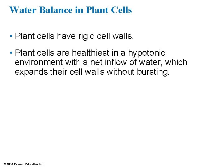 Water Balance in Plant Cells • Plant cells have rigid cell walls. • Plant